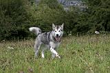 ALASKAN MALAMUTE 718
